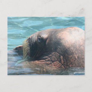 Carte Postale Le Walrus