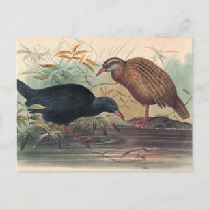 Carte Postale Le Weka Rail par Joseph Wolf