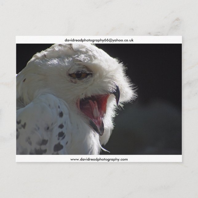 Carte Postale Le Yawn (Devant)