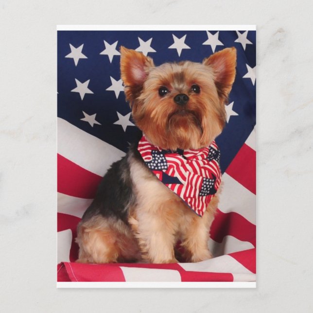 Carte Postale Le Yorkie américain (Devant)