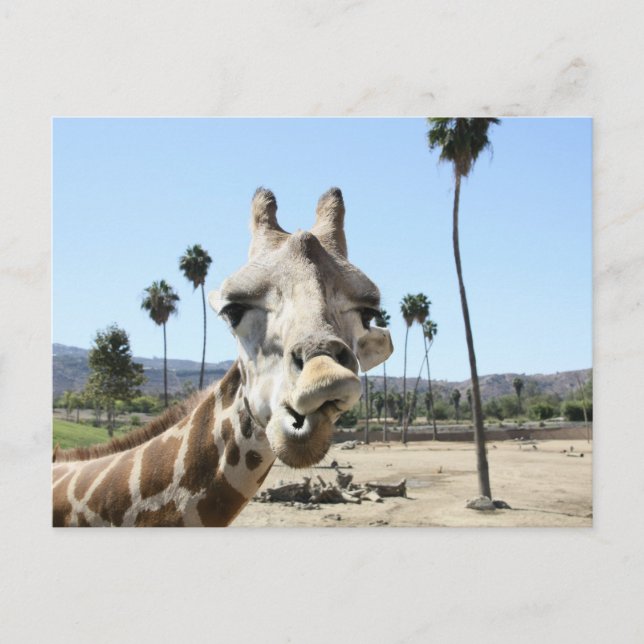 Carte Postale Le zoo de San Diego (Devant)