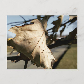 CARTE POSTALE LEAF ME A POSTCARD