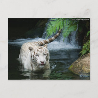 Carte Postale L'eau blanche de tigre