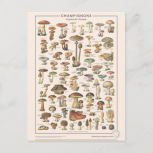 Carte Postale Leçons de choses les champignons