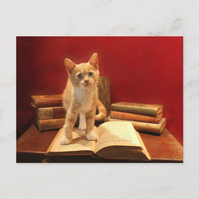 Carte Postale Lecture de chat Rester sur les livres Passage (Devant)