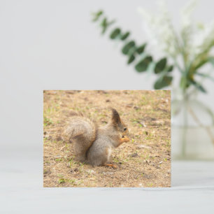 Carte Postale L'écureuil mignon mange une photo de noix