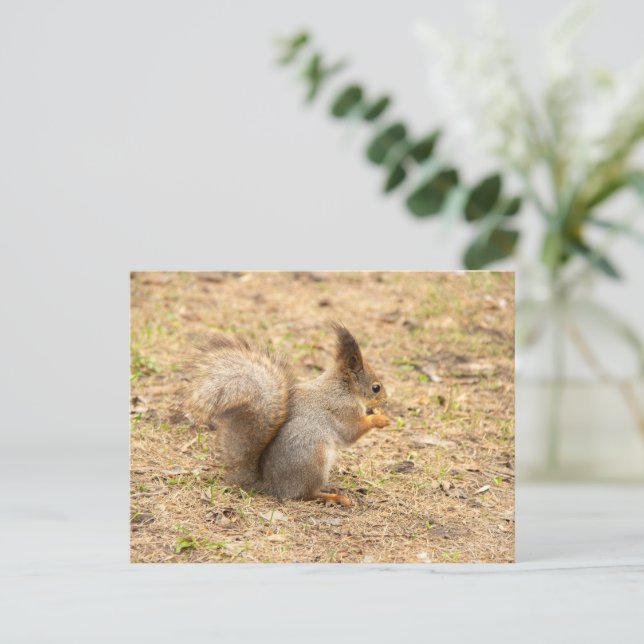 Carte Postale L'écureuil mignon mange une photo de noix (Debout devant)