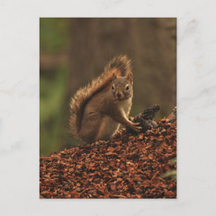 Carte Postale L'écureuil rouge sur la pile des débris