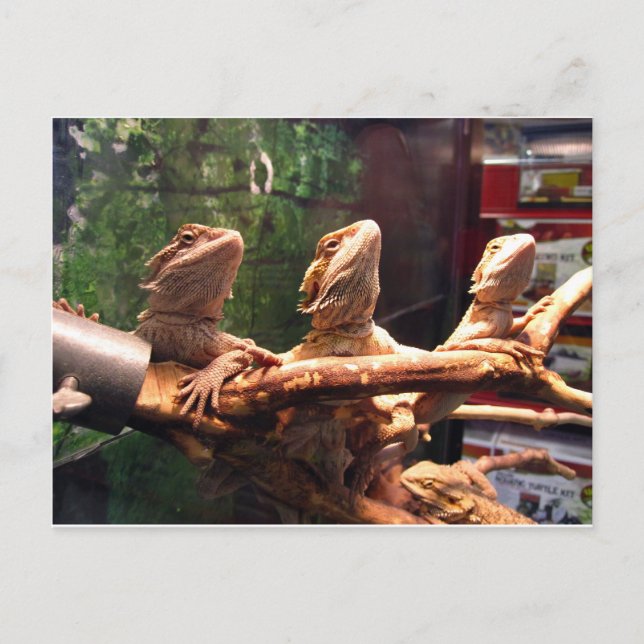 Carte Postale Leezard Trio (Devant)