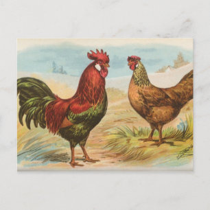 Carte Postale Leghorns