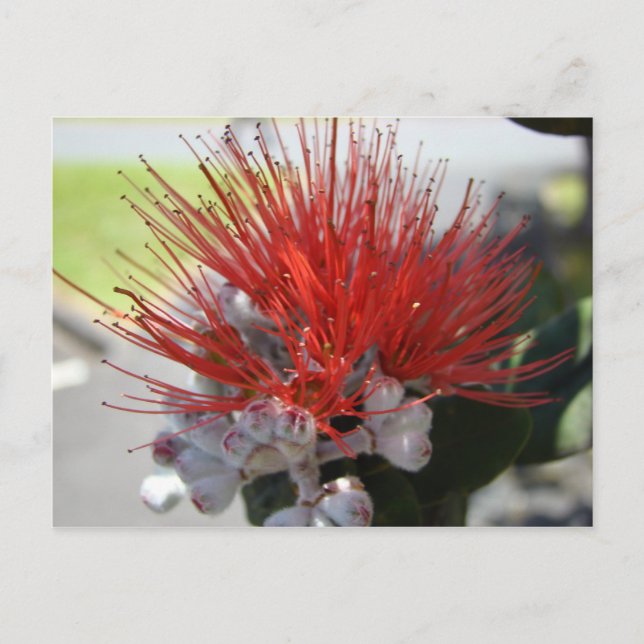 Carte Postale Lehua (Devant)