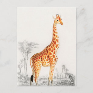 Carte Postale L'élégante girafe