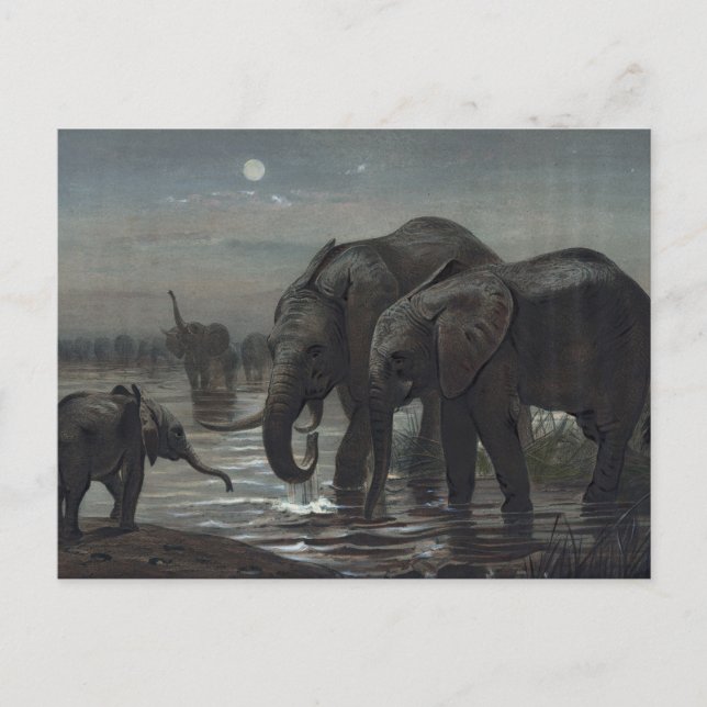 Carte Postale L'éléphant africain par Joseph Wolf (Devant)