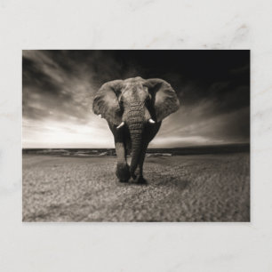 Carte Postale L'éléphant en fuite