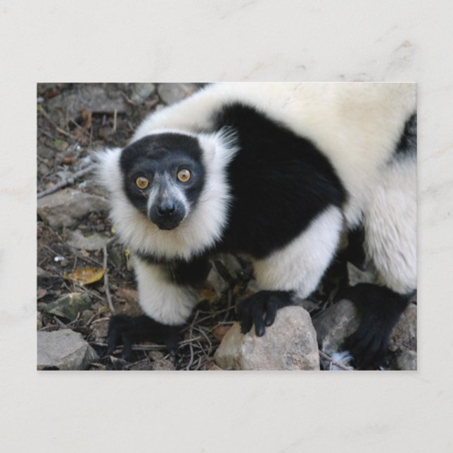 Carte Postale lemur4x6 (Devant)