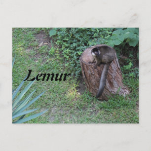 Carte Postale Lemur # 1