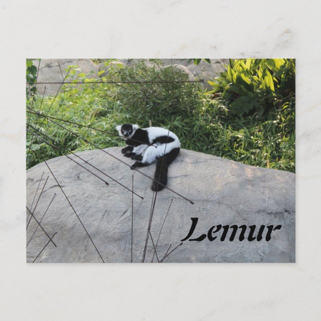 Carte Postale Lemur # 2 (Devant)