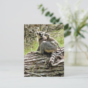 CARTE POSTALE LEMUR À BORD