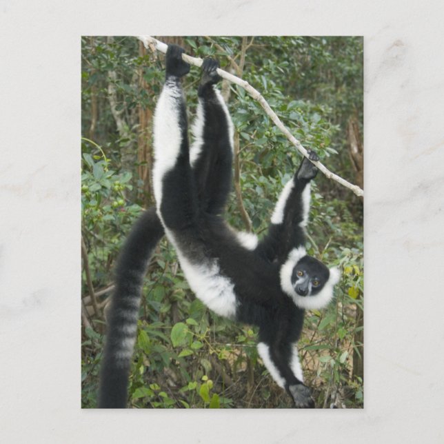 Carte Postale Lémur à feuilles blanches et noires (Varecia) (Devant)