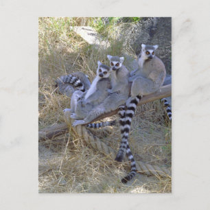 Carte postale Lemur Line