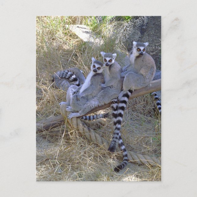 Carte postale Lemur Line (Devant)