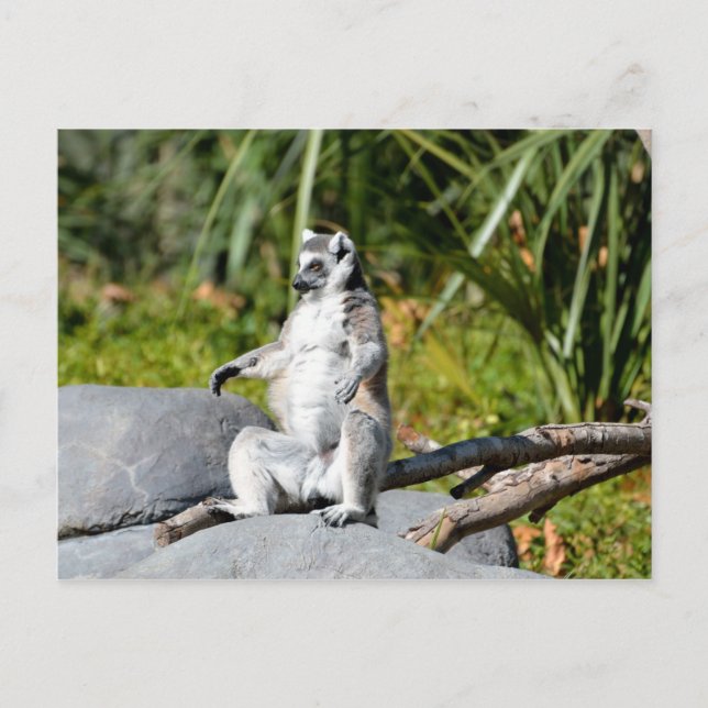 Carte Postale Lemur Monkey (Devant)