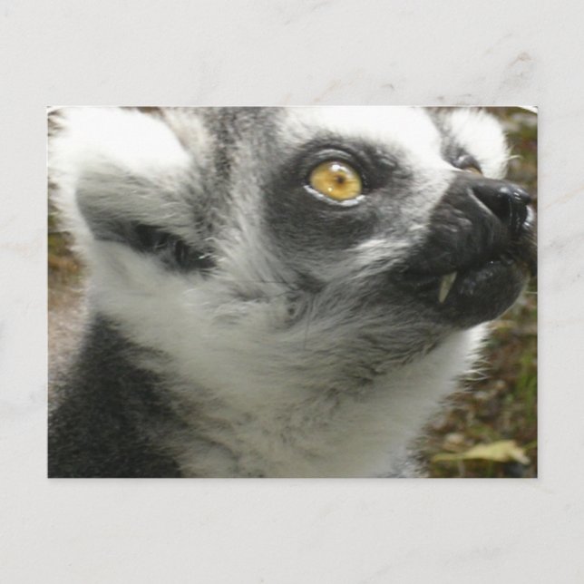 Carte postale Lemur Photo (Devant)