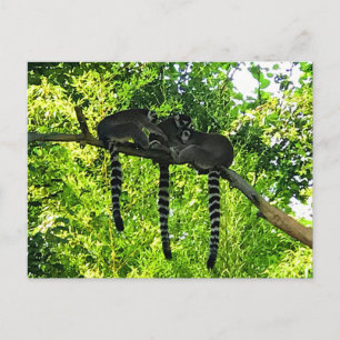 Carte postale Lémurien à queue annelée #3
