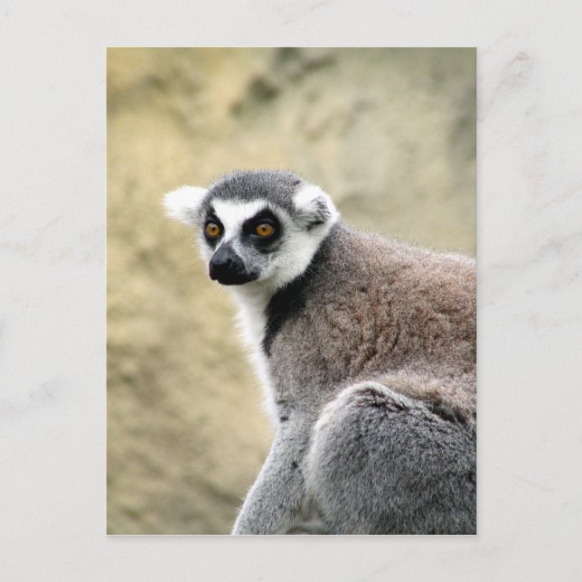 Carte Postale lémurien à queue cerise (Devant)