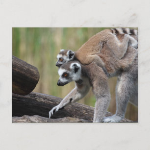Carte Postale Lémurienne Et Bébé