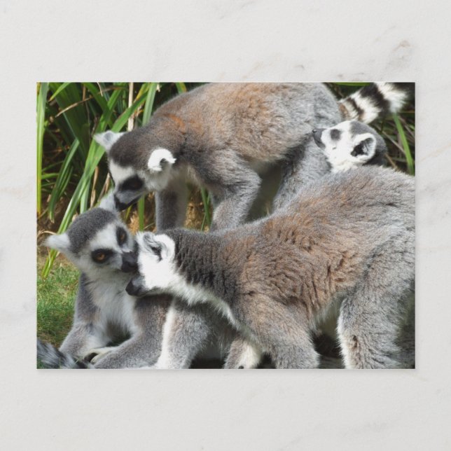 Carte postale Lémuriens à queue annelée (Devant)