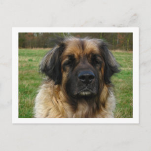Carte Postale leonberger