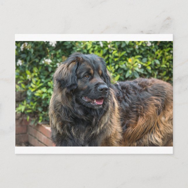 Carte Postale leonberger 3 (Devant)
