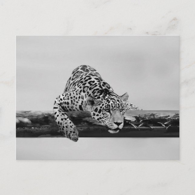 Carte Postale Leopard (Devant)