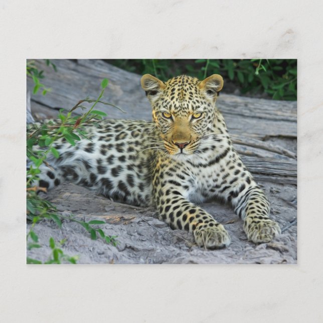 Carte Postale Leopard (Devant)