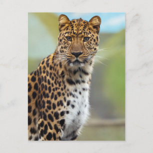Carte Postale Leopard