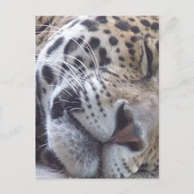 Carte postale Leopard (Devant)
