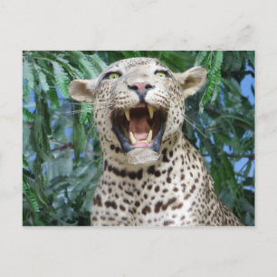 Carte Postale Leopard