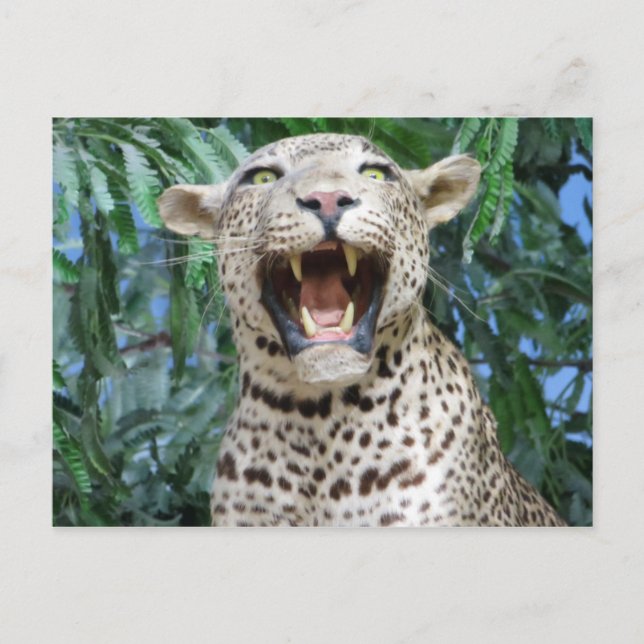 Carte Postale Leopard (Devant)