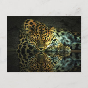 Carte postale Leopard