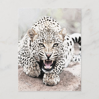 Carte Postale Leopard