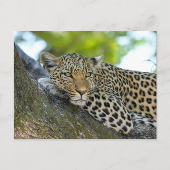 Carte Postale Leopard (Devant)