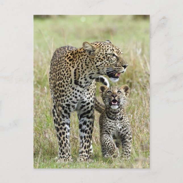 Carte Postale Léopard Baby et maman (Devant)