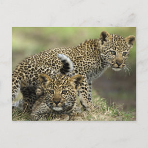Carte Postale Léopard Babys