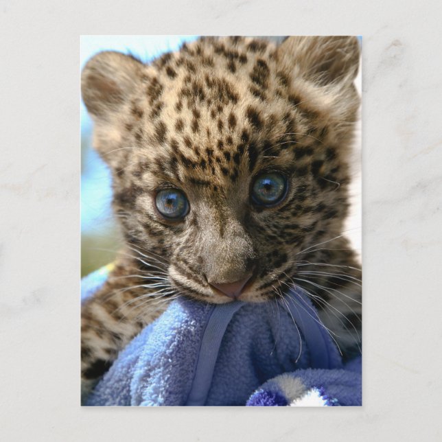 Carte Postale Léopard cub (Devant)