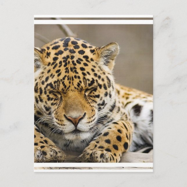 Carte postale Leopard Cub (Devant)
