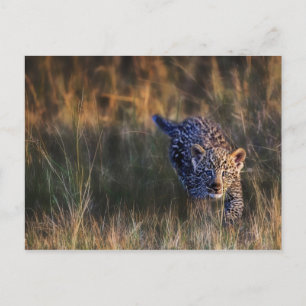 Carte Postale Leopard Cub Panthera Pardus