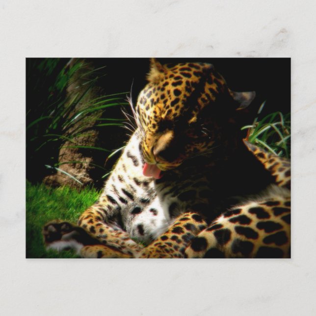 Carte Postale Leopard de bain (Devant)