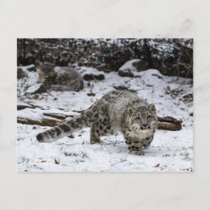 Carte Postale Léopard De Neige Étapes Oiseaux