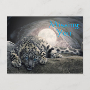Carte Postale Leopard De Neige Qui Vous Manque